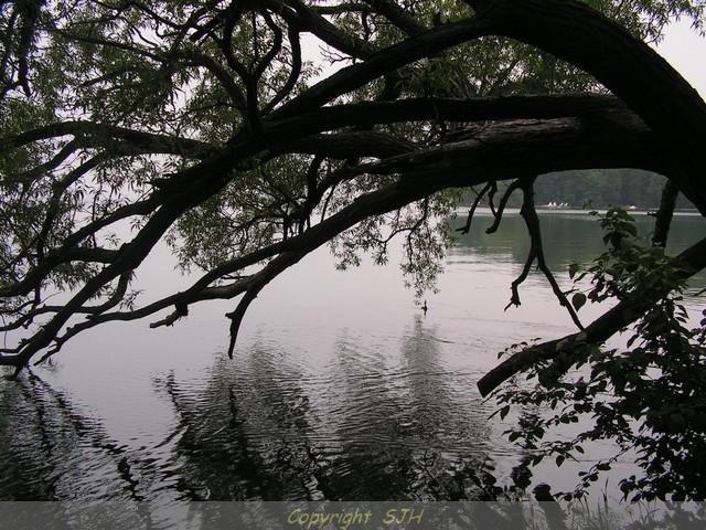 Photo of Tree Overhanging Lake Couchiching, Orillia, ON