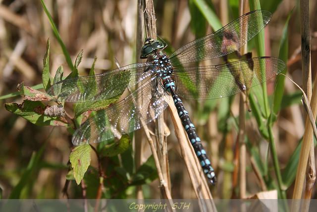 Photo of Dragonfly Posing larger image
