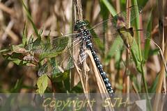 Dragonfly posing for the camera