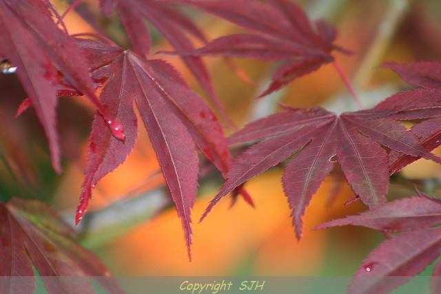 Photo of dewdrops on red leaves, larger image